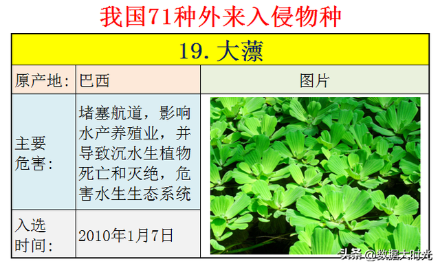 盘点我国的71种外来入侵物种(上期)