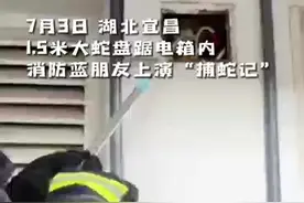 捏紧捏紧！电表箱里居然有条大蛇！图片
