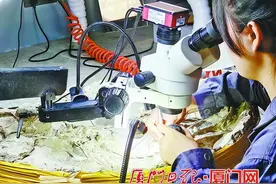 这项工作可以“召唤”恐龙！看00后化石清修师解密化石修复→图片
