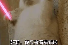 猫猫表情包｜给我三块钱，我想喝阔乐图片