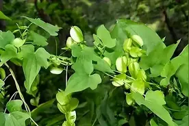 万物有灵 | 潜龙无悔卧青山——穿山龙图片