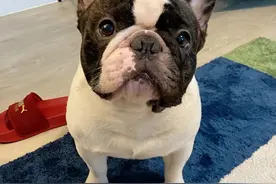 杭州母女被4条恶狗咬休克，家属索赔遭拒，结局让犬主崩溃图片