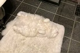 把人逼疯的“找猫大赛”回归了！引40W网友围观：找到怀疑人生…图片