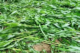 玉米幼苗被大风刮倒后，到底需不需要扶正？答案来了全在这里图片