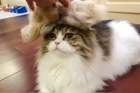 养猫日常：猫咪“掉毛”的原因，附解决办法图片