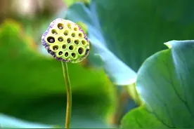百草枯毒性这么厉害，那我们吃长期喷了百草枯的蔬菜会有事吗？图片