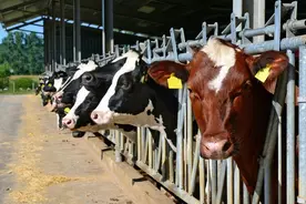 我，内蒙人，养100头牛，如今却亏的坚持不下去图片