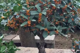 春天养桂花，盆里埋点“小东西”，新芽长得壮，叶子浓绿图片