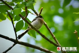 萌翻了！谁能拒绝一只“会飞的小汤圆”呢？图片