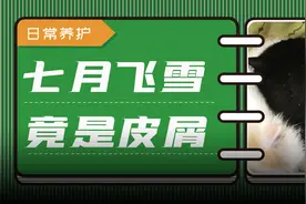 猫咪有皮屑？别急，6个方法来帮你改善图片