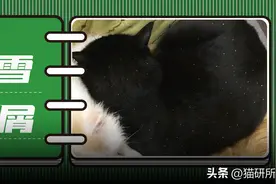 猫咪有皮屑？别急，6个方法来帮你改善图片
