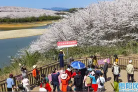 提前收藏！贵安樱花园游览线路及打卡点推荐→图片
