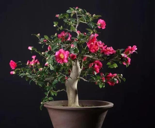 茶梅～体态玲珑,叶型雅致,花色鲜艳,且花期在元旦春节期间