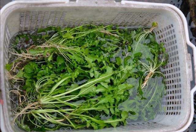 9种常见野菜的好处与吃法，作用一个比一个大，味道一个比一个鲜