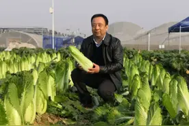 每棵近50元的玉田包尖大白菜 也在期待种业翻身仗图片