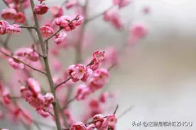 鄂州这朵花的秘密，被发现了！图片