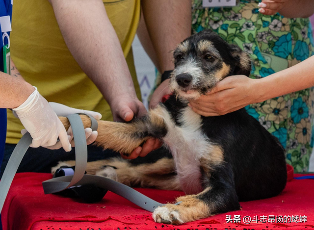 动物急救：如何拯救宠物的生命