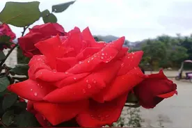 【三】为了把花养好，先把盆花土壤杀虫消毒！图片