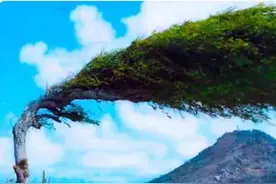 世界上最神奇的7棵树，能吃能喝能储水，堪称奇迹！图片