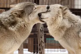 内蒙老牧民活捉一只母狼，公狼视死如归多次营救，最终感动老牧民图片