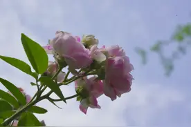 来成都走“花路” 春色关不住图片