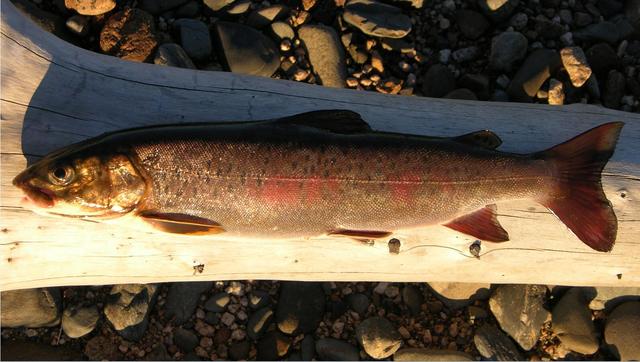 榛戦緳姹熼奔绫讳箣鈥滀笁鍗佷簩鏉傞奔鈥濆浘璋? onerror=