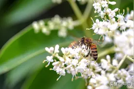 真实故事：八年的婚内分居让他崩溃，直到每天给妻子冲一杯蜂蜜水图片