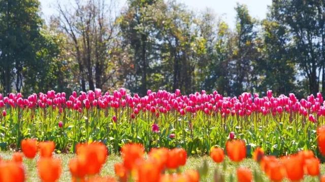 春游云南丨春天来楚雄，赏花、拍花、吃花！