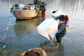 闷声发大财，一夜能赚上万块？河沟里不起眼的捞红虫是暴利？图片