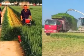 这批小麦到底有多重要？“割青苗”被叫停，强制措施：不种也不行图片