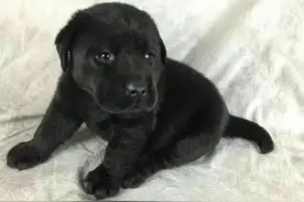 辽宁女子救下病重幼犬,1年后母亲突然昏厥,忠犬报恩解开多年心结图片