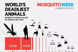 蛇的寿命有多长？为何我们很少看到蛇的尸体？图片