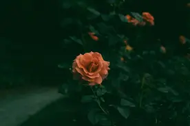 无缘夫妻，就做一辈子的灵魂伴侣图片