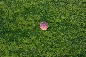 山西阳泉：艾草变成农民“致富草"图片