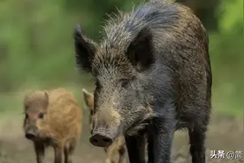 再毒的毒蛇都杀不死一头猪？毒蛇为什么会怕猪，它的毒素去哪了？图片