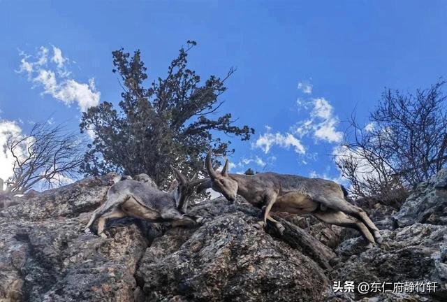 联题西藏昌都洛隆美景 文/李景宁