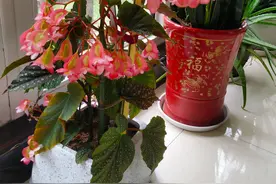 北阳台养花，就选“竹节海棠”，耐阴好养，花叶共赏，四季能赏花图片