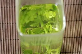 老家的酸枣芽图片