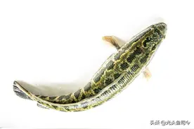 数米深的地下，干燥的泥土里挖出一条大黑鱼，为啥没被渴死饿死？图片