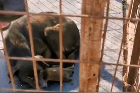 山东：狗肉车产子的狗狗无助搂着小狗，狗贩：小狗扔了，老狗剥了图片