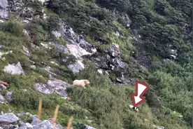 秦岭出现“黄毛麒麟”，十年撞死22人，脾气暴躁还敢袭击大熊猫！图片