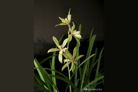 兰花吃点草木灰~叶绿苗壮花多多图片