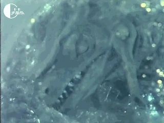 「伪百科」盘点昭和奥特曼中的古生物（终话）