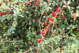 捉蝴蝶、捕蚂蚱、观鸟……把课堂搬到大自然中图片