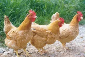 养鸡品种哪个最好？新手养鸡选择什么品种的鸡？这些可以考虑图片