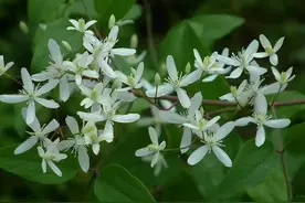 俗名“铁扫帚”，老人又称为“颈椎草”，相当有价值，遇到就是福图片