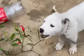 广西一男子院子种2棵辣椒，狗子却吃上瘾了，网友：狗狗是陪嫁的图片