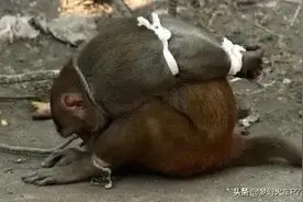 非洲人抓猴子图片