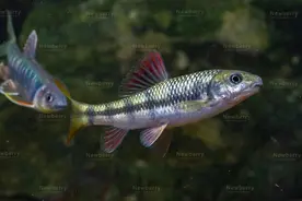 浙江原生溪流鱼之光唇鱼（溪石斑）介绍图片