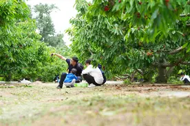 “美丽首农赏味樱桃季”即将开幕图片